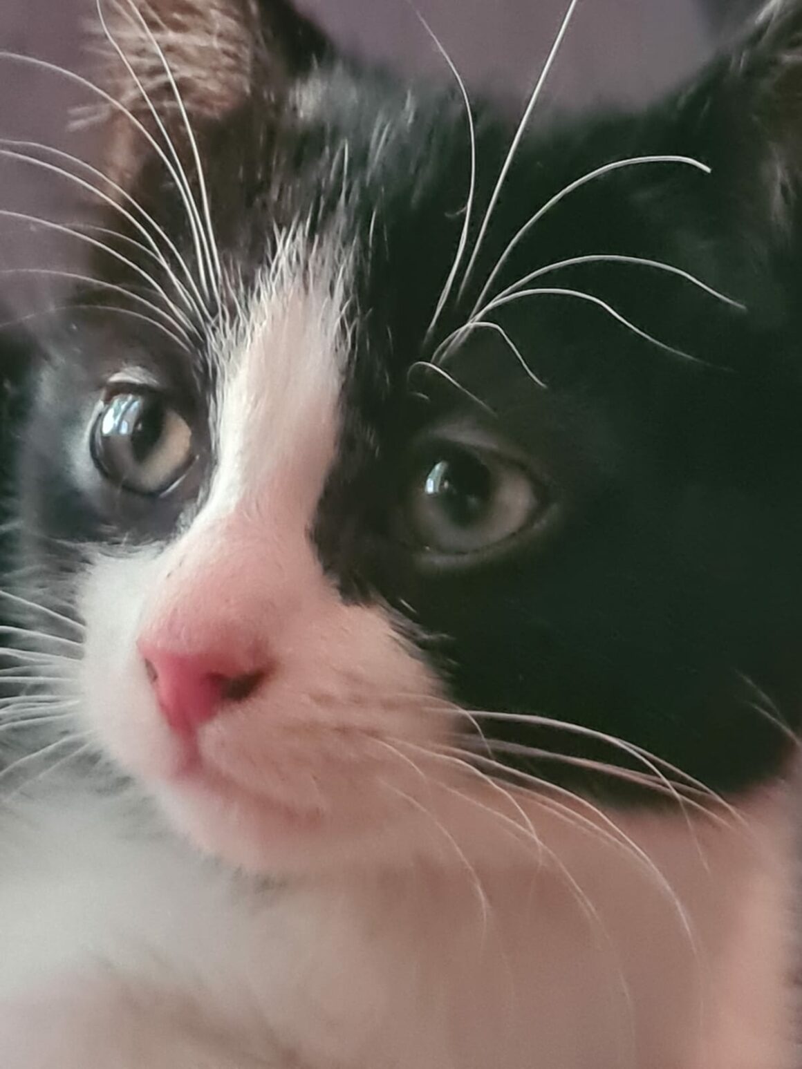 AROBAZE – Chaton réservée