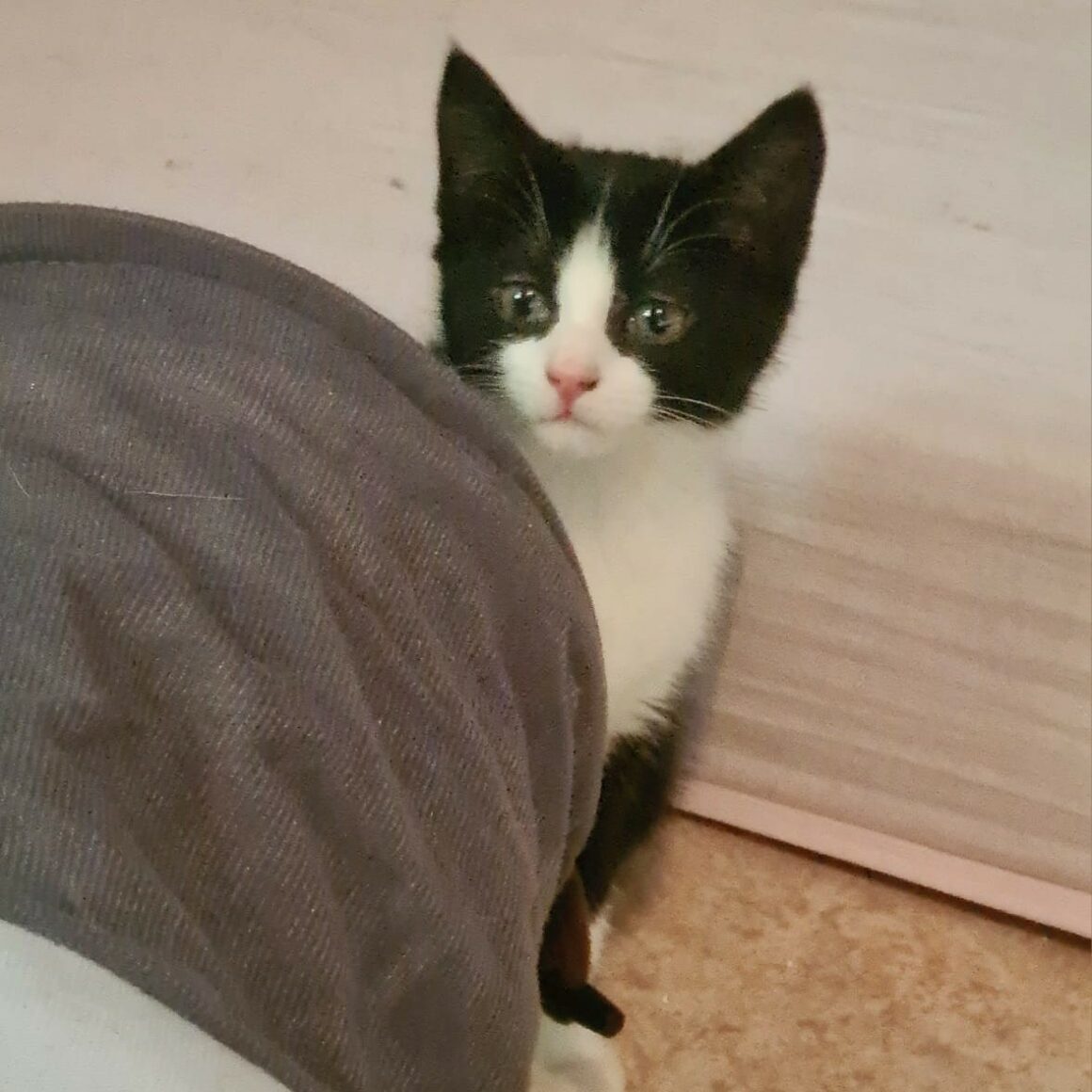 AROBAZE – Chaton réservée