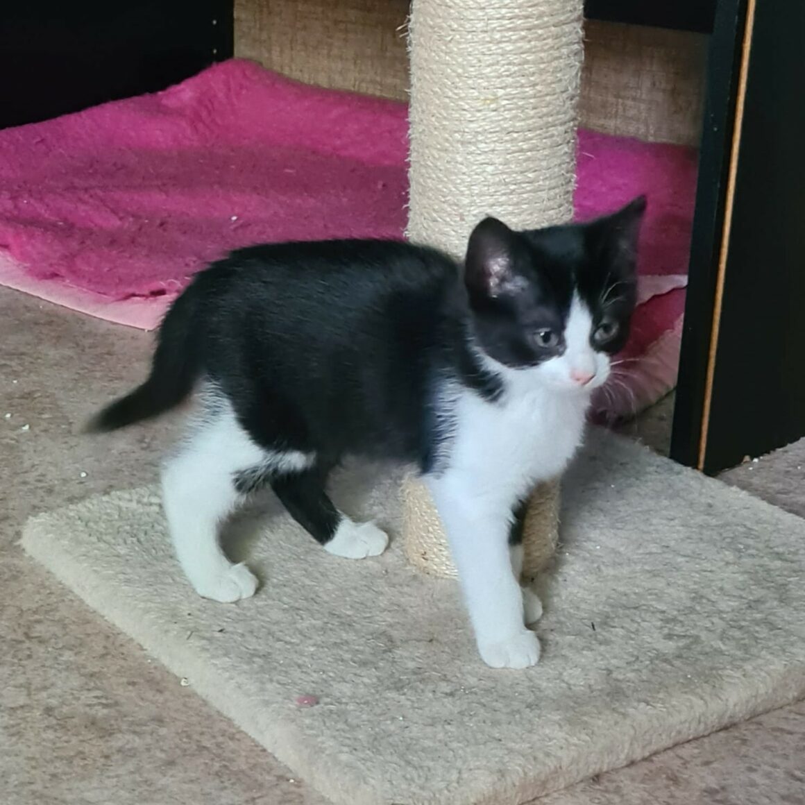 AROBAZE – Chaton réservée