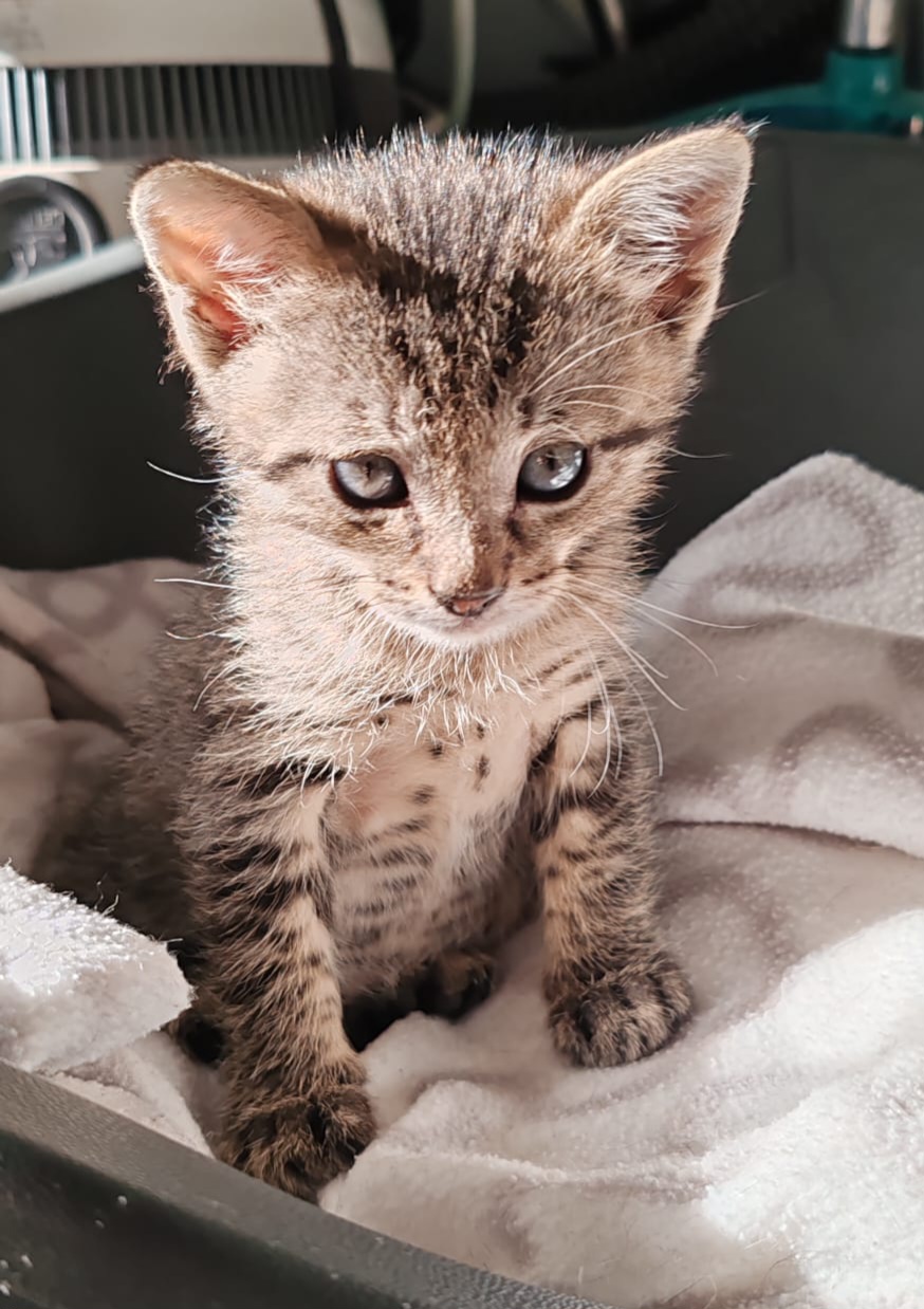 ARTÉM – Chaton réservé