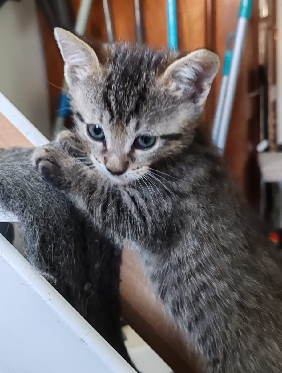 ARTÉM – Chaton réservé