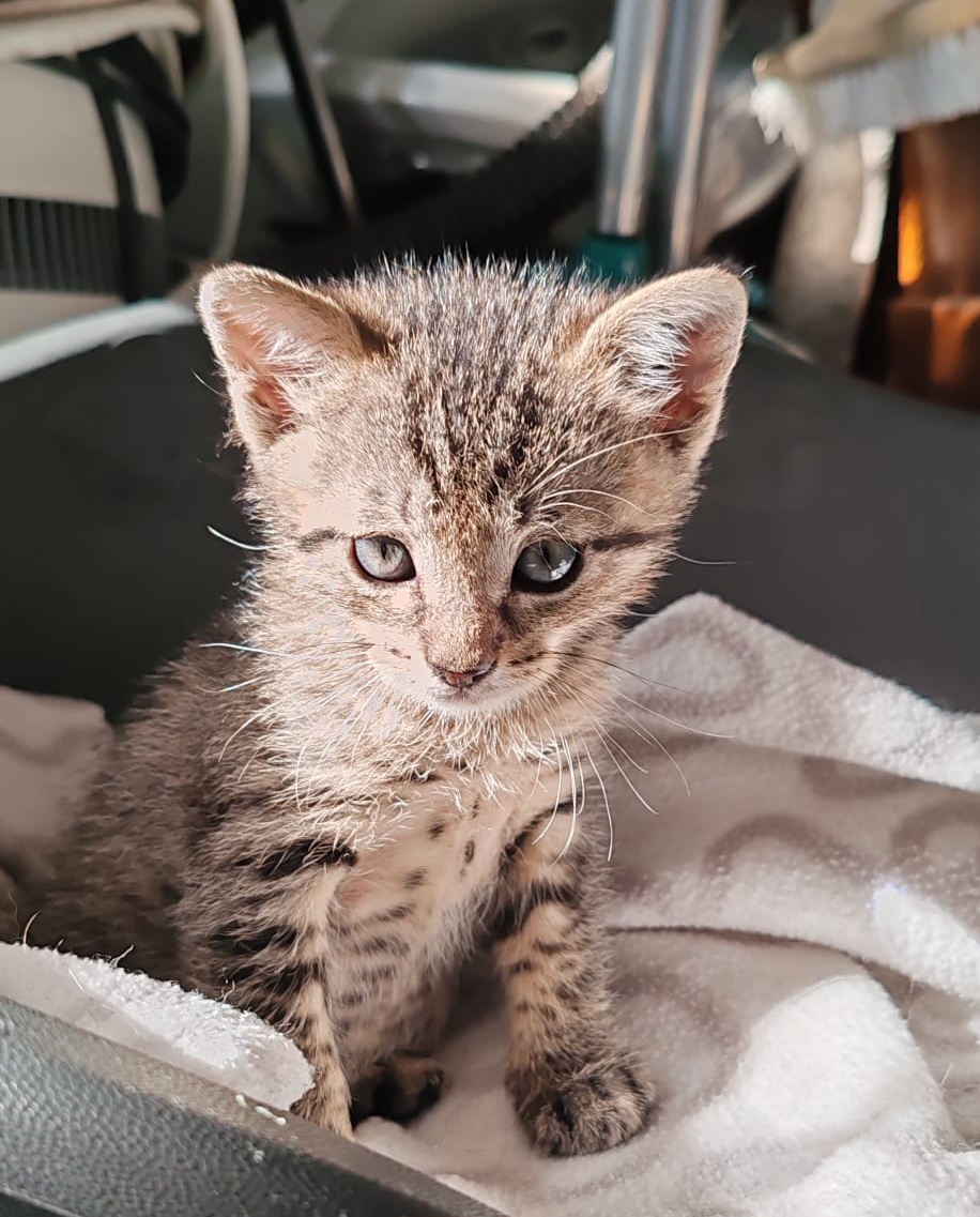 ARTÉM – Chaton réservé