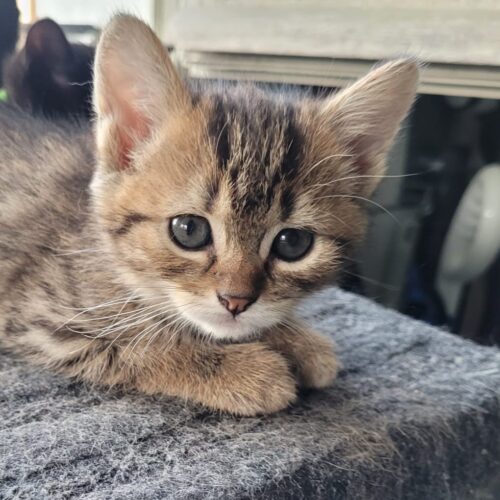ARTÉMIS – Chaton