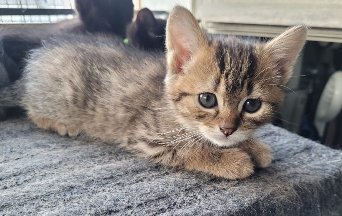 ARTÉM – Chaton réservé