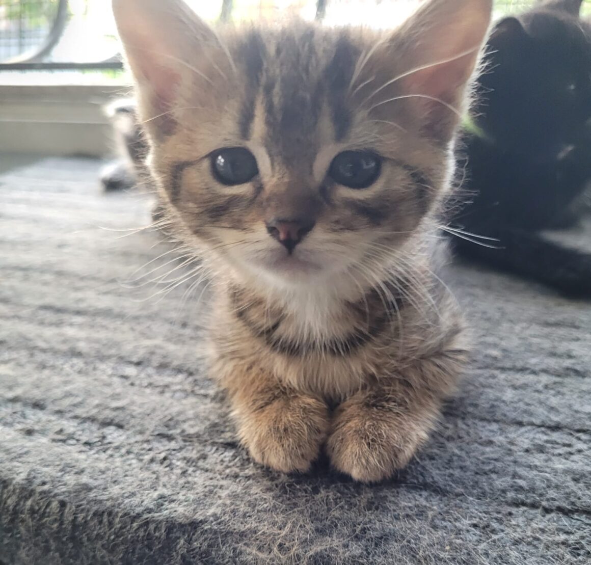 ARTÉM – Chaton réservé