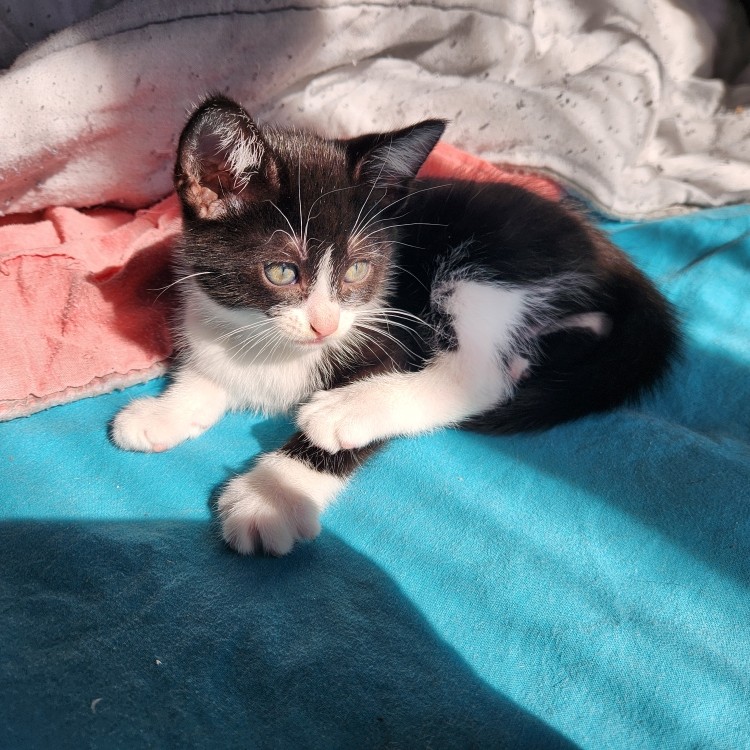 ARTY – chaton