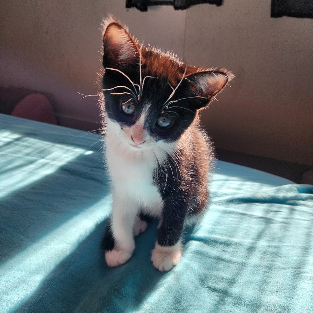 ARTY – chaton