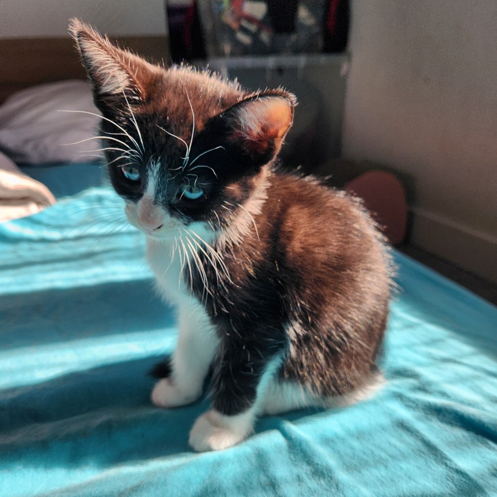 ARTY – chaton