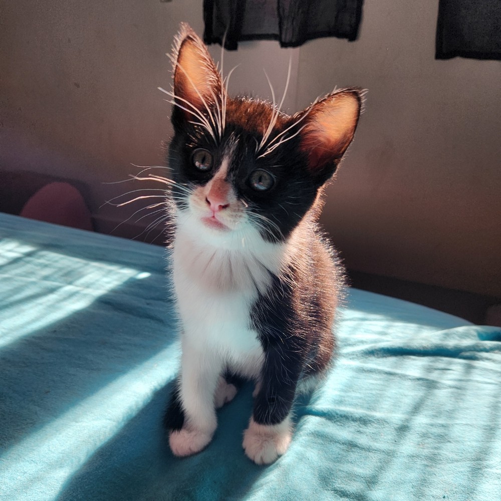 ARTY – chaton