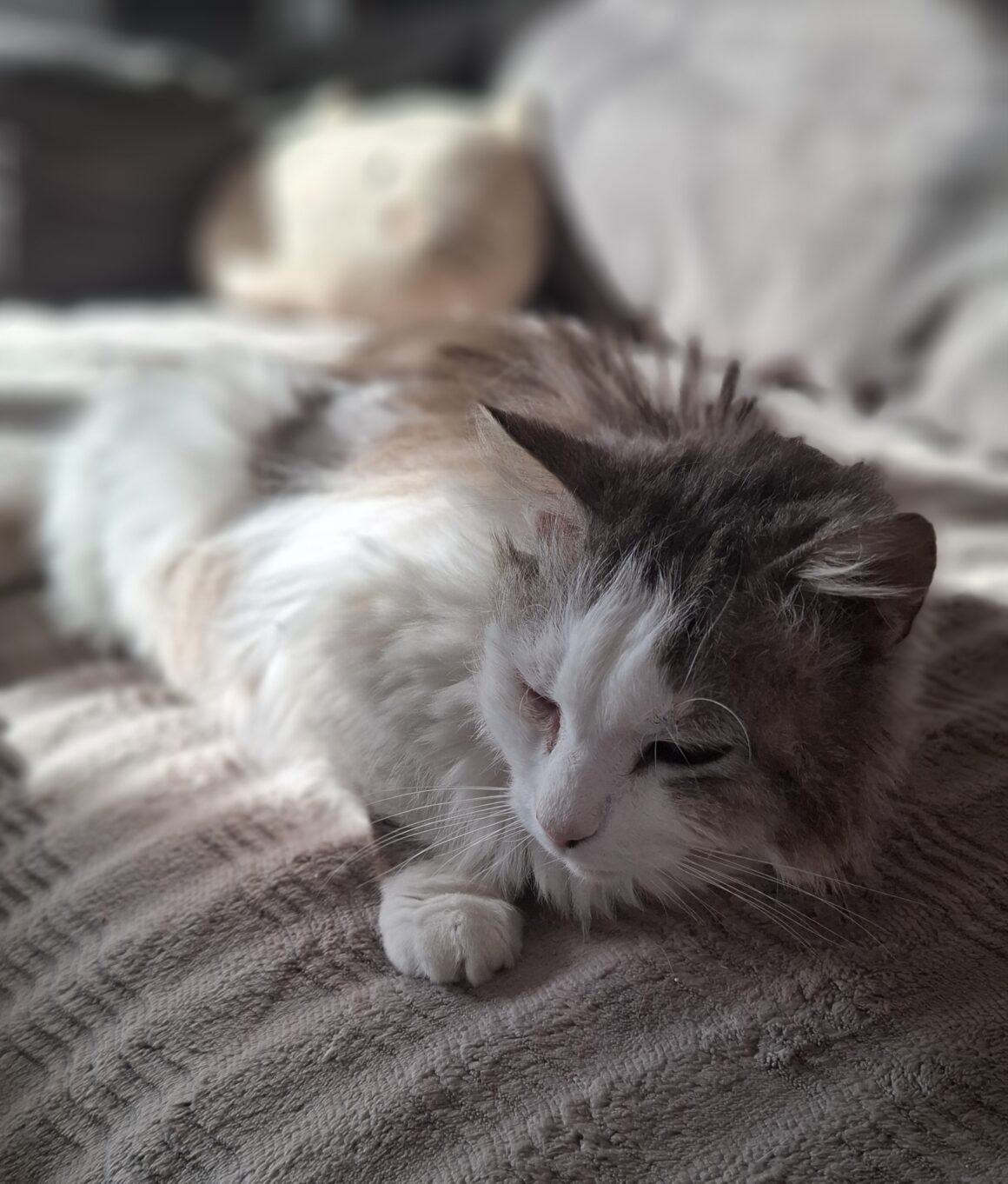 ASTON – 6 ans
