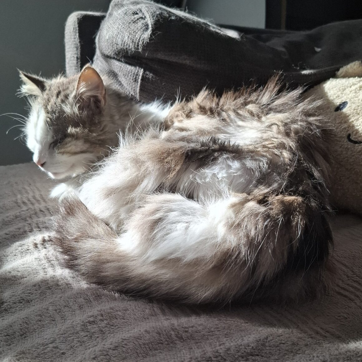 ASTON – 6 ans
