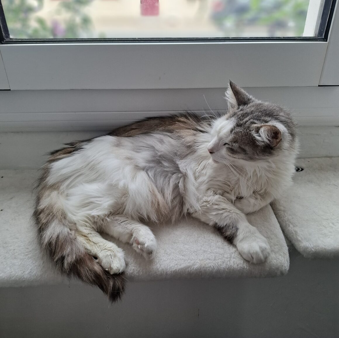 ASTON – 6 ans adopté