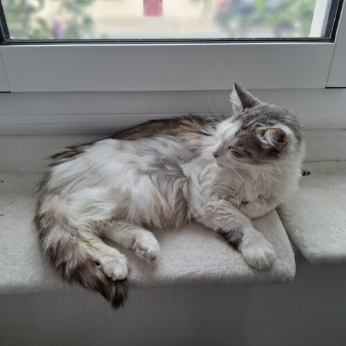 ASTON – 6 ans