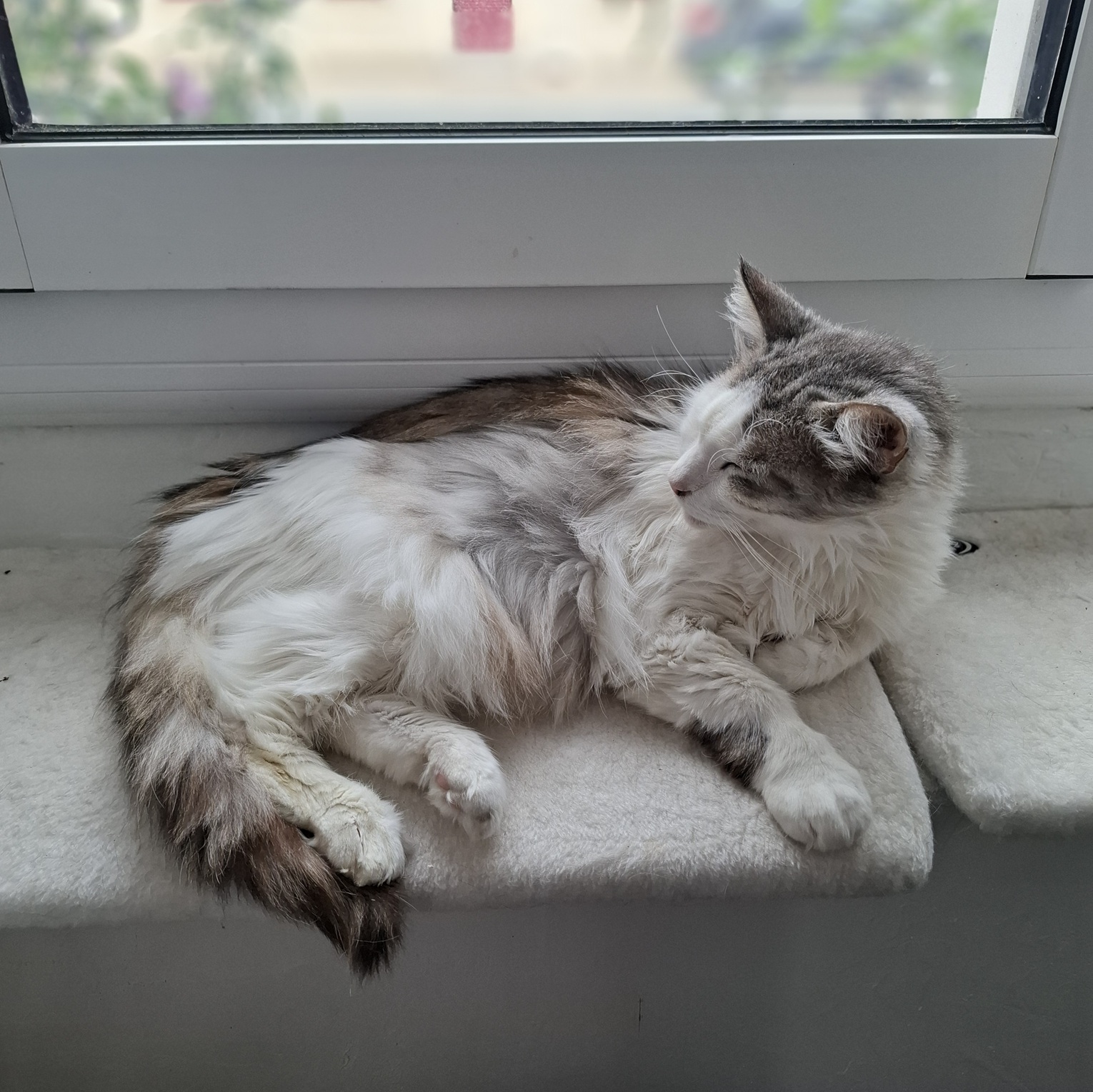 ASTON – 6 ans adopté