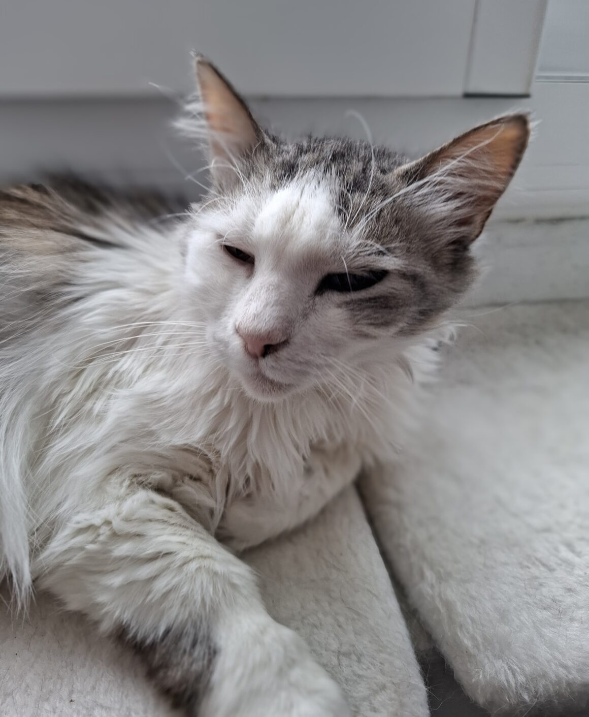 ASTON – 6 ans