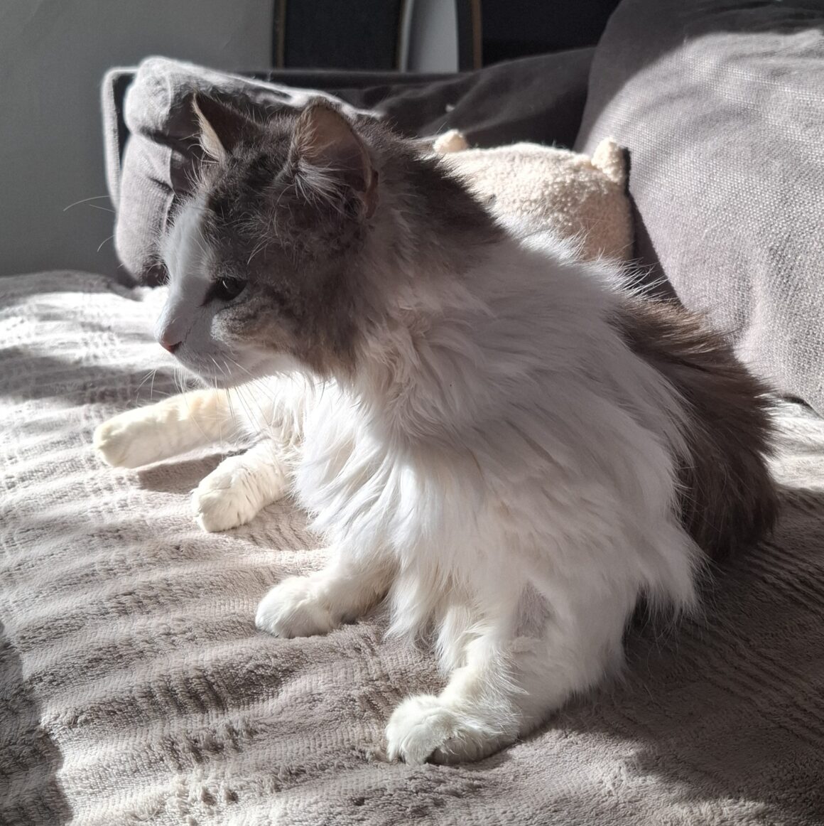 ASTON – 6 ans