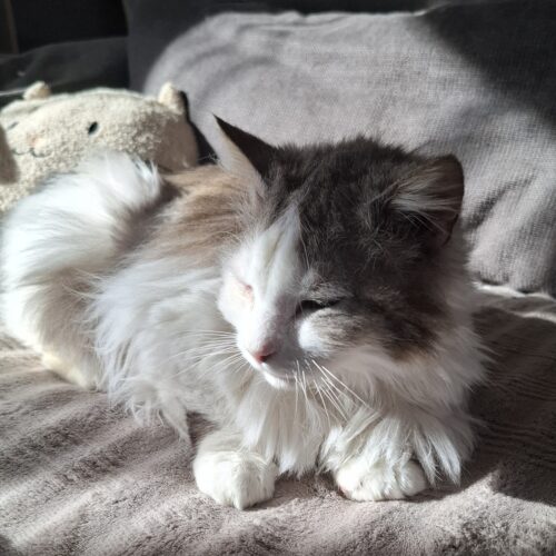 ASTON – 6 ans