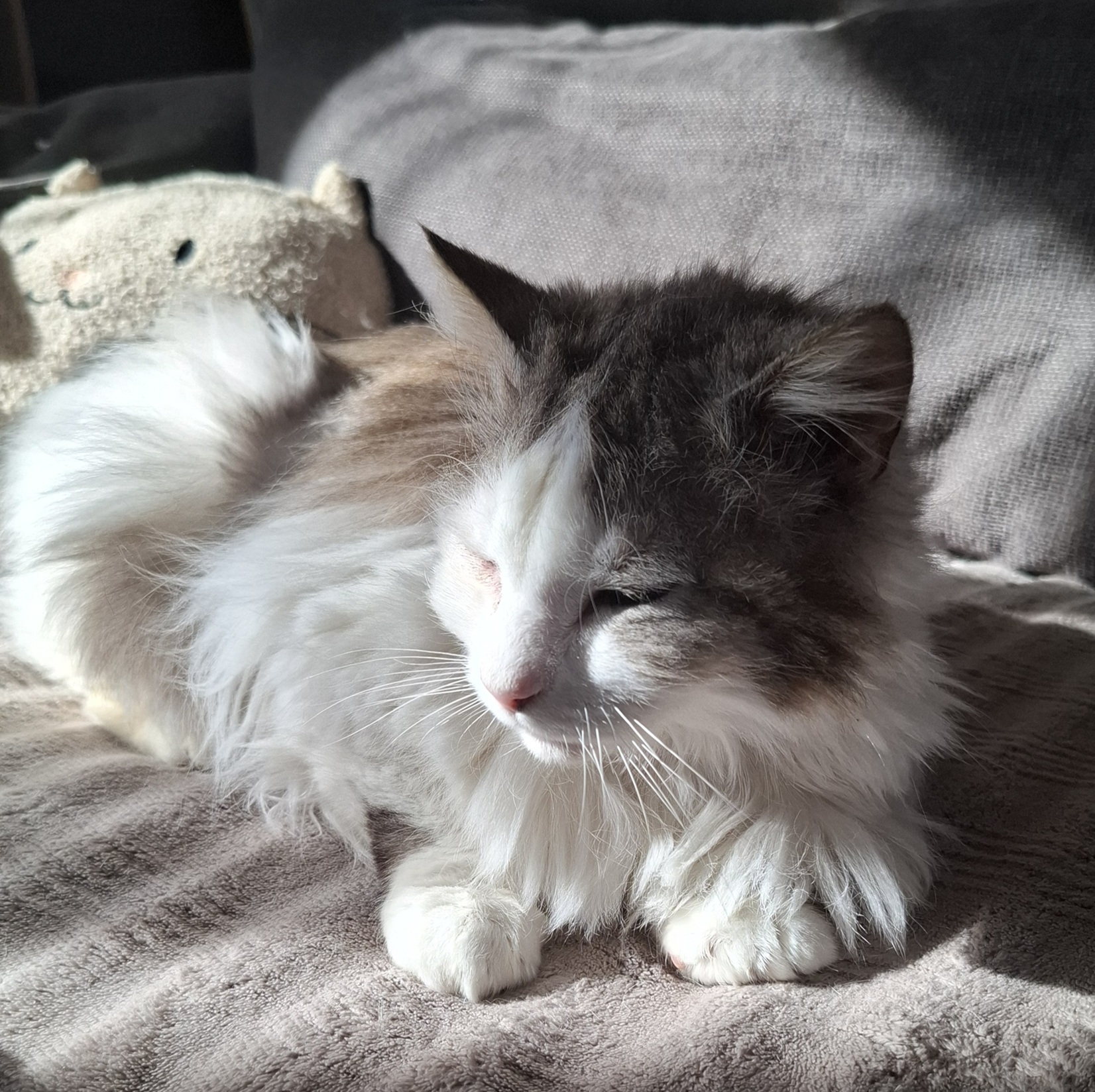 ASTON – 6 ans