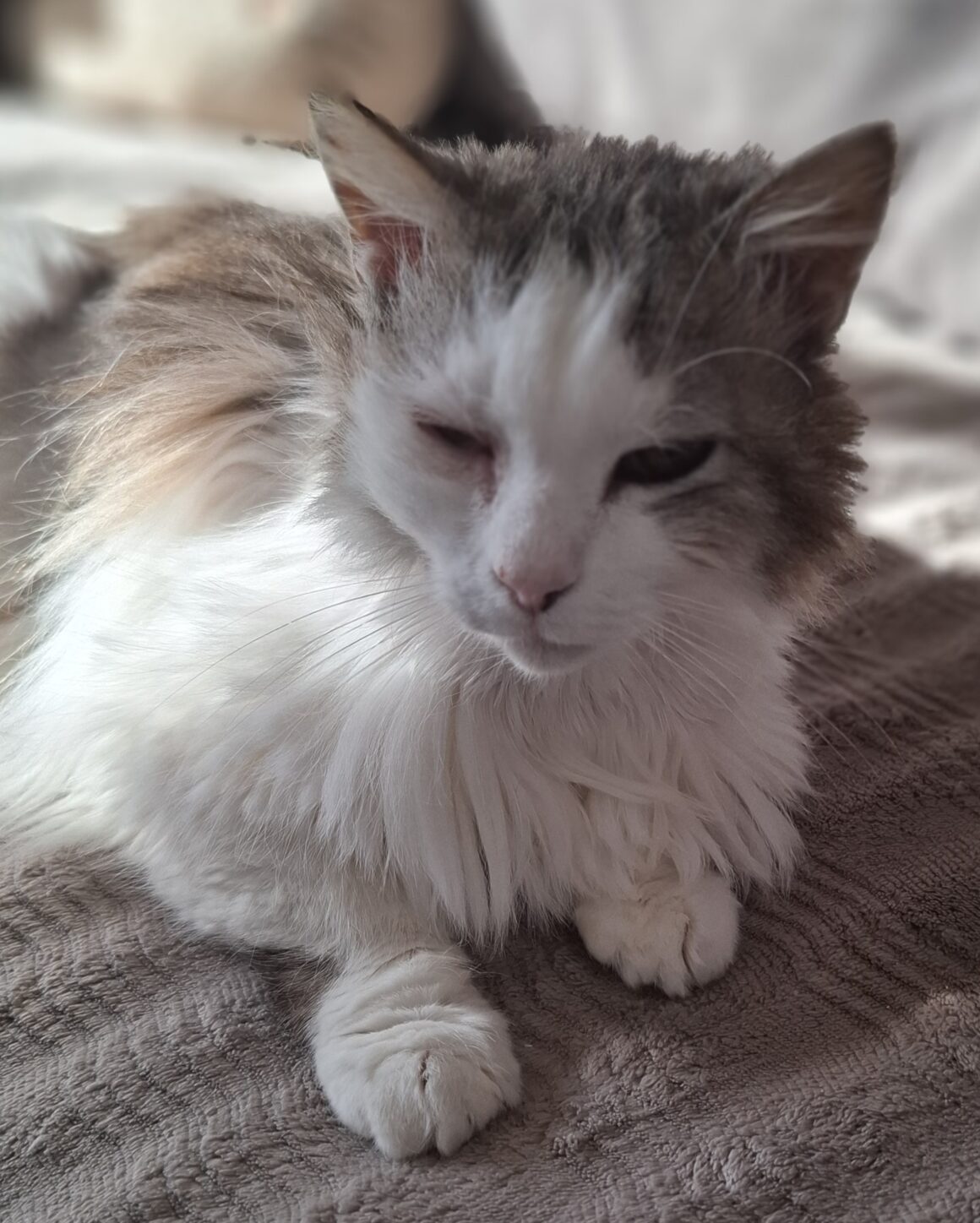 ASTON – 6 ans