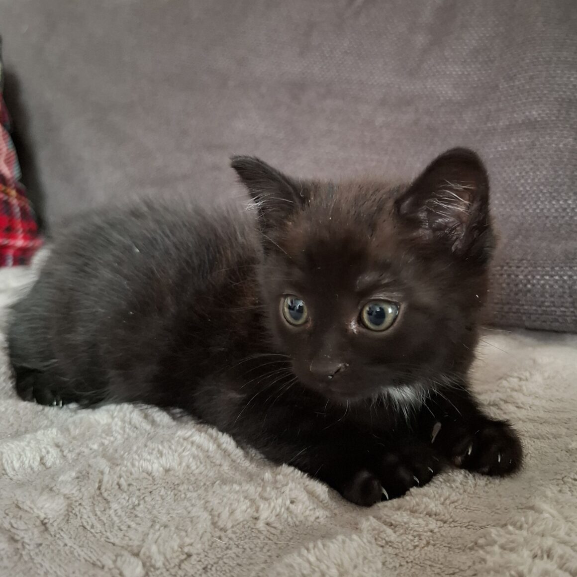 AZZARO – chaton