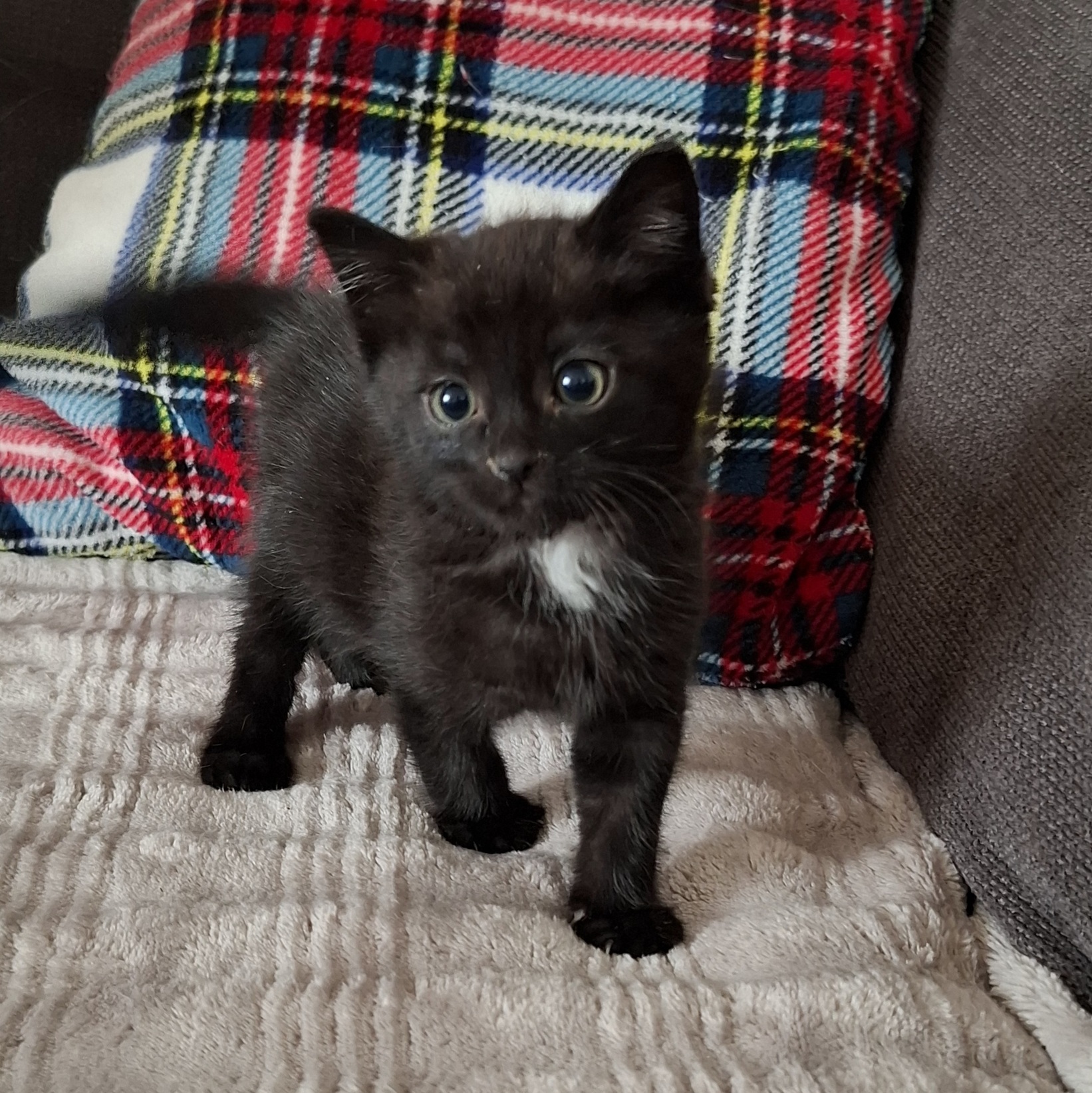 AZZARO – chaton