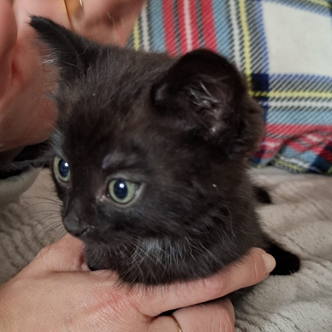 AZZARO – chaton