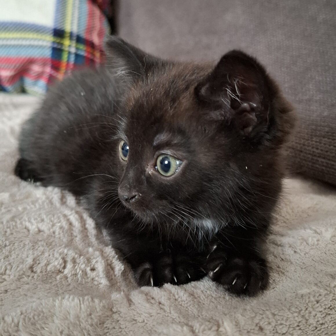 AZZARO – chaton