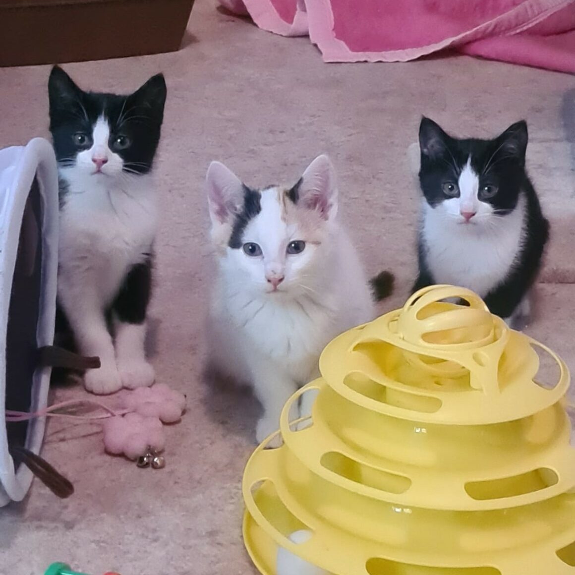 ACROBATE – Chaton