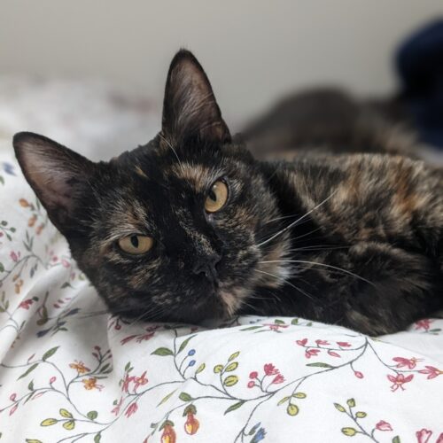 BOOH – junior