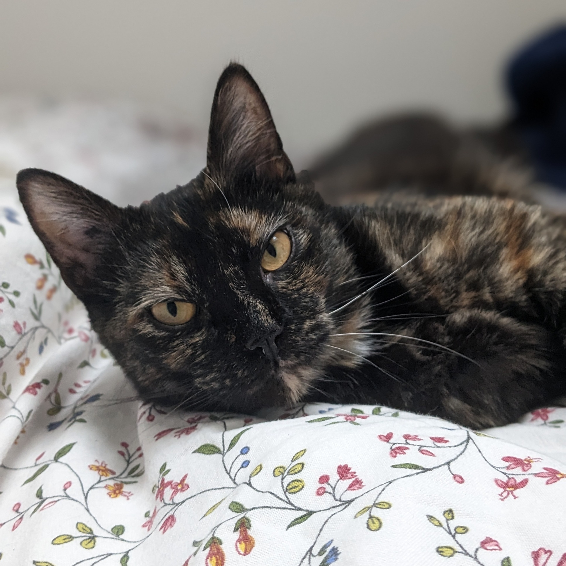BOOH – junior