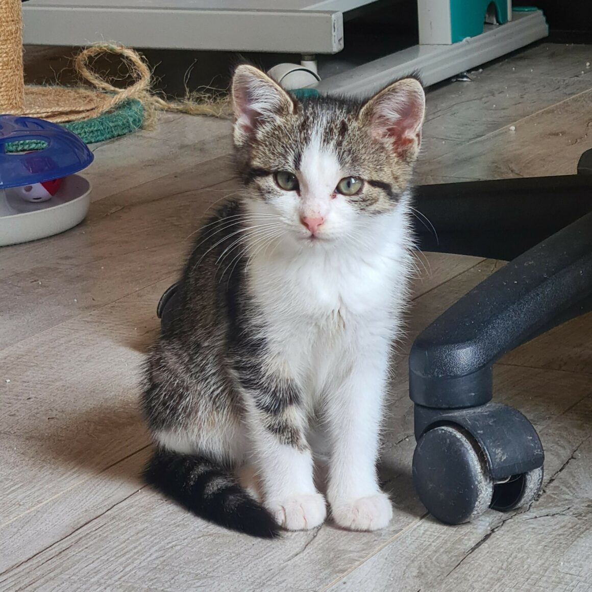 ABABRAVO – Chaton
