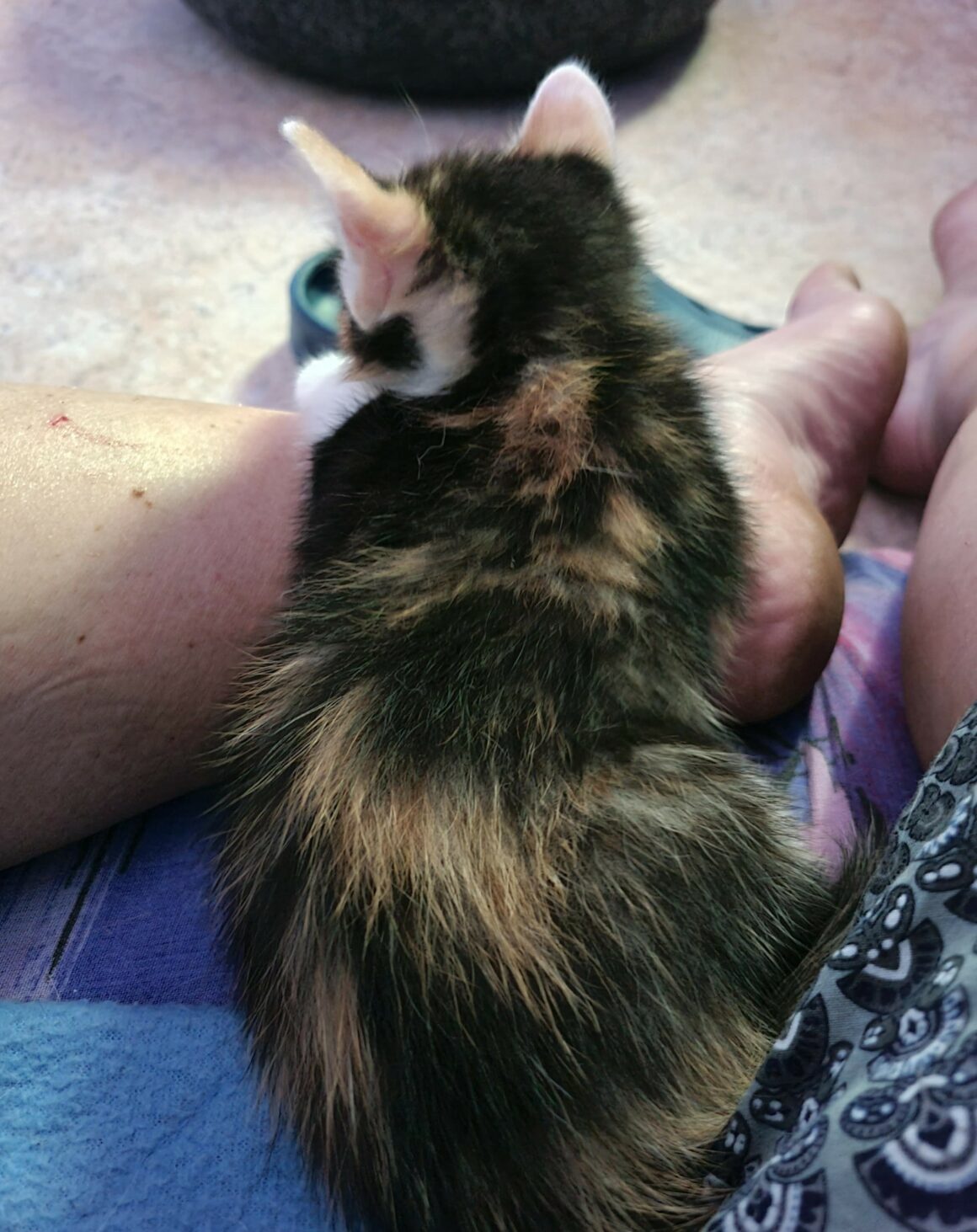 ABYSS – Chaton