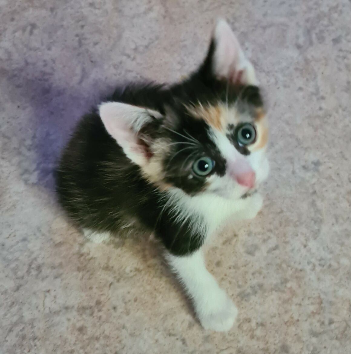 ABYSS – Chaton