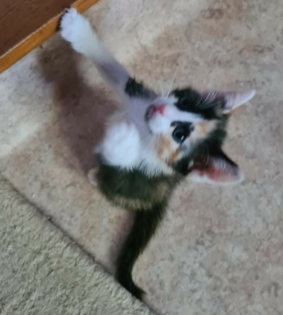 ABYSS – Chaton