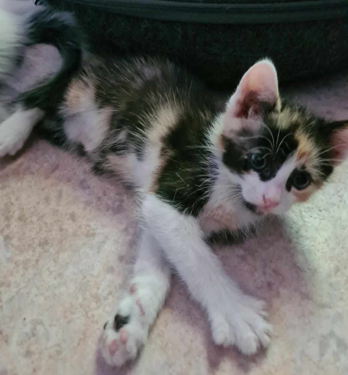 ABYSS – Chaton
