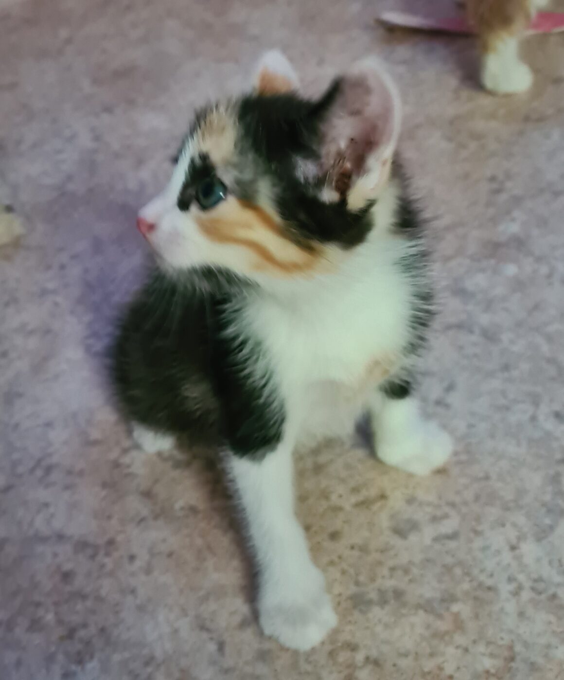 ABYSS – Chaton