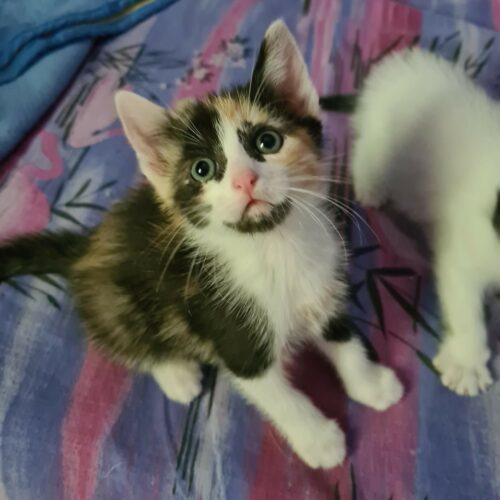ABYSS – Chaton