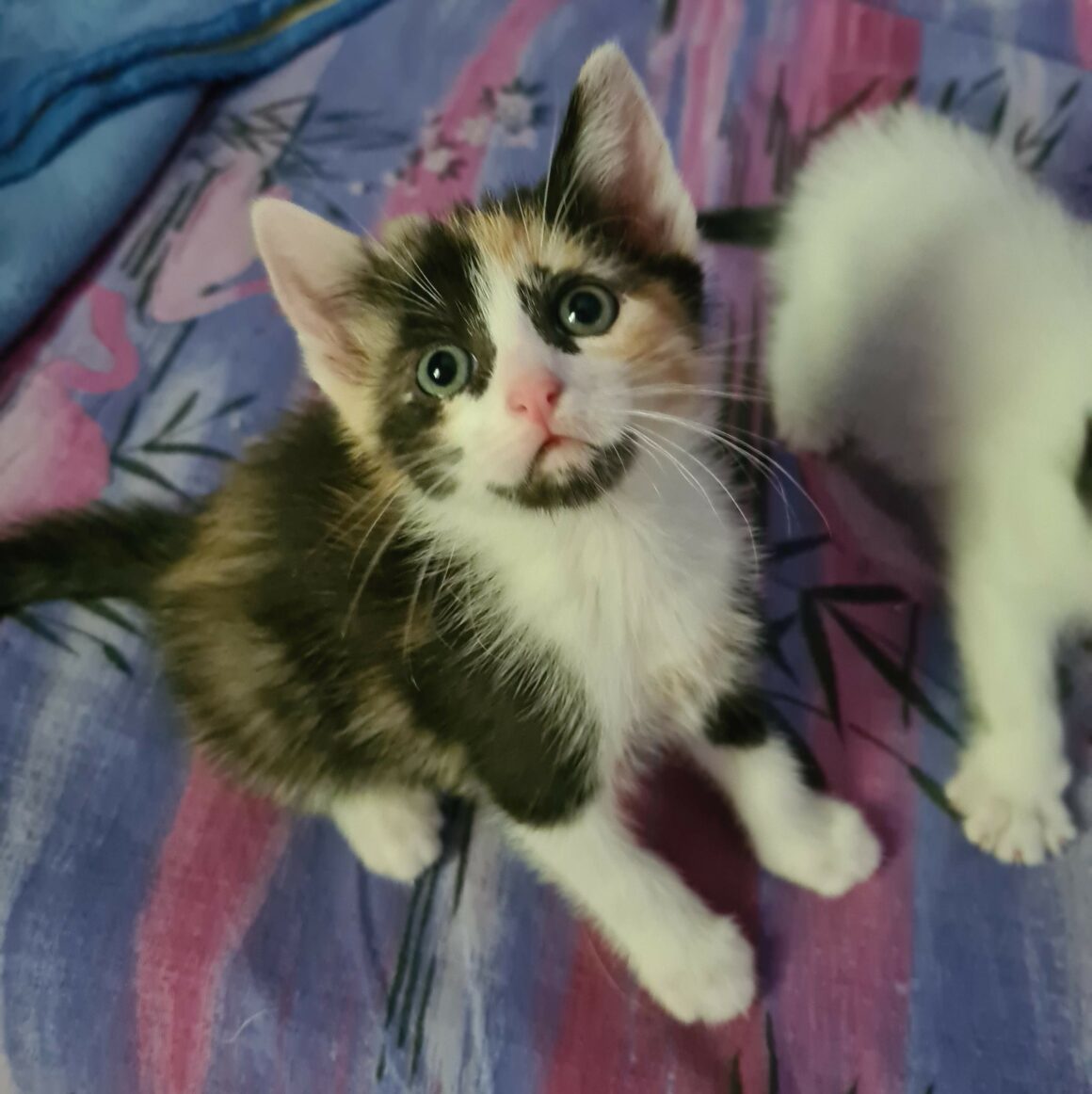 ABYSS – Chaton