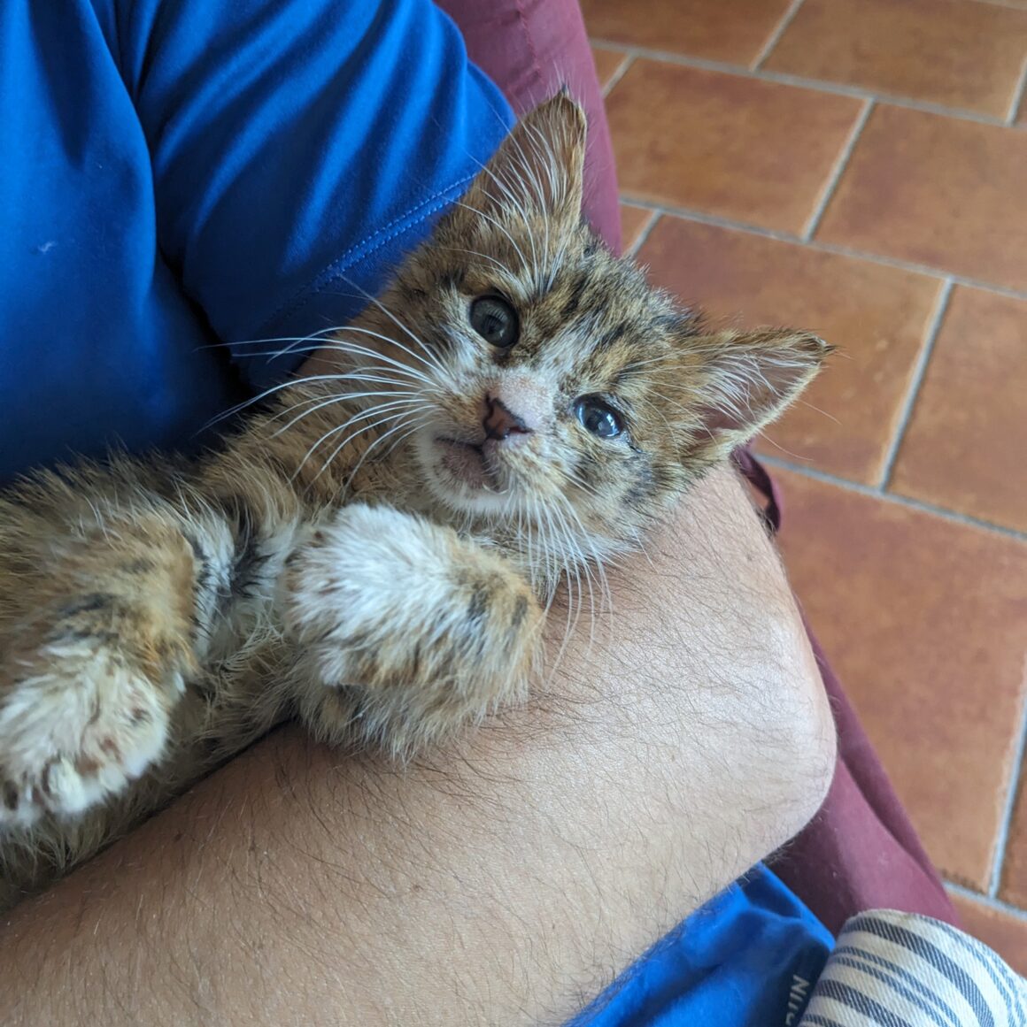 ACAJOU – chaton