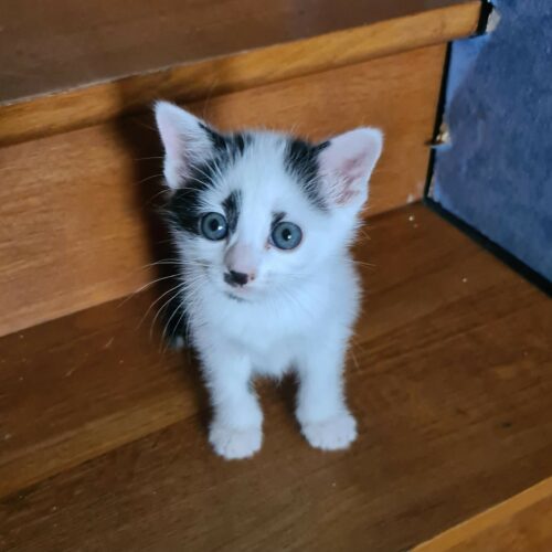ACTARUS – chaton