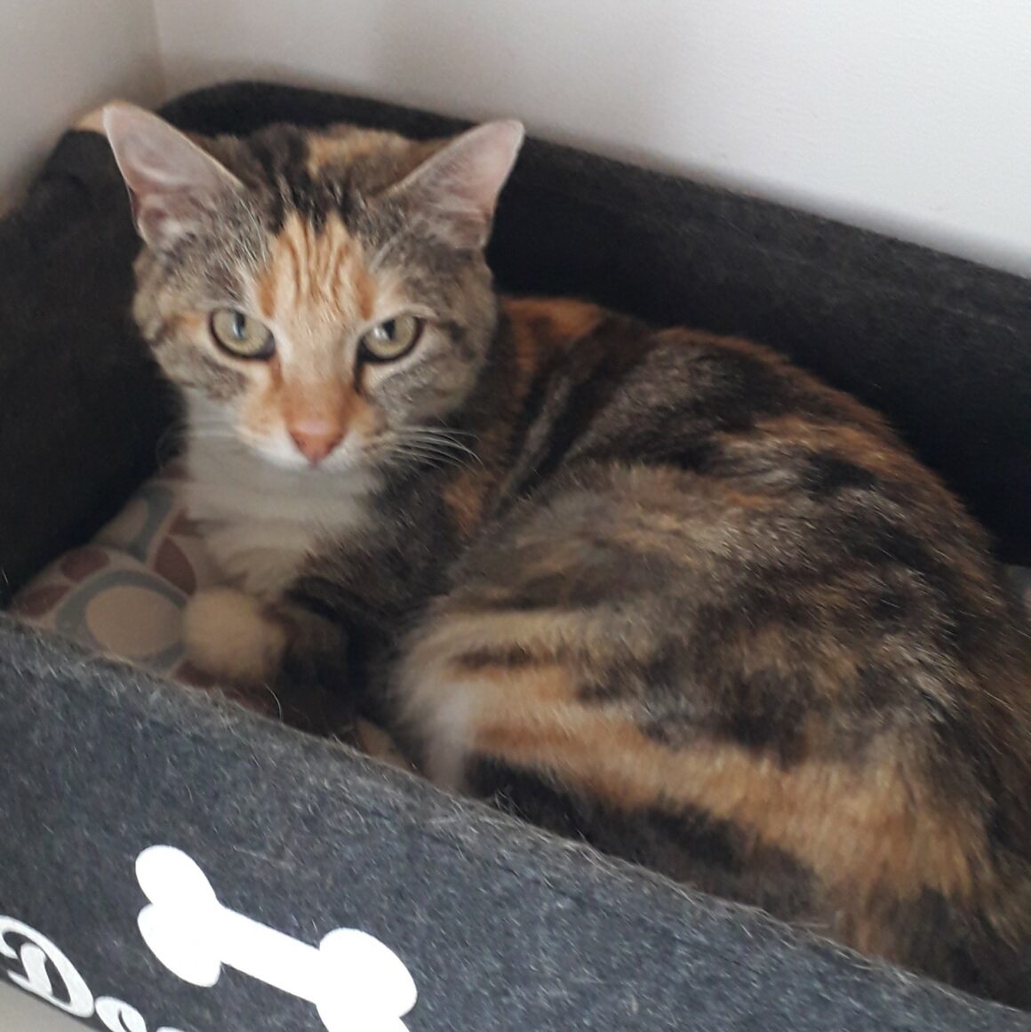 ADORA – 2 ans