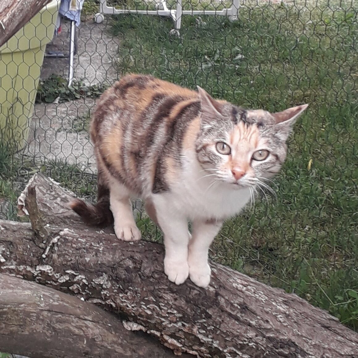 ADORA – 2 ans
