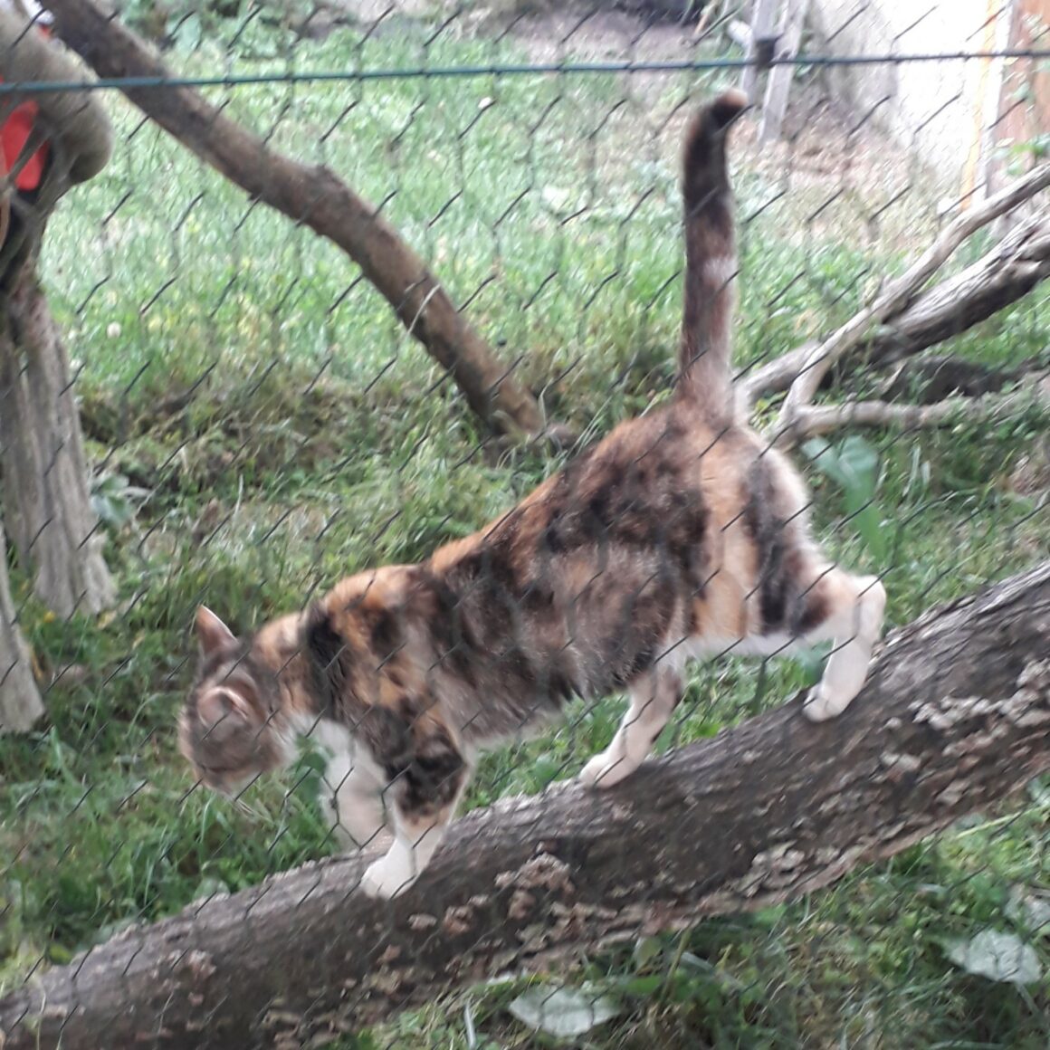 ADORA – 2 ans