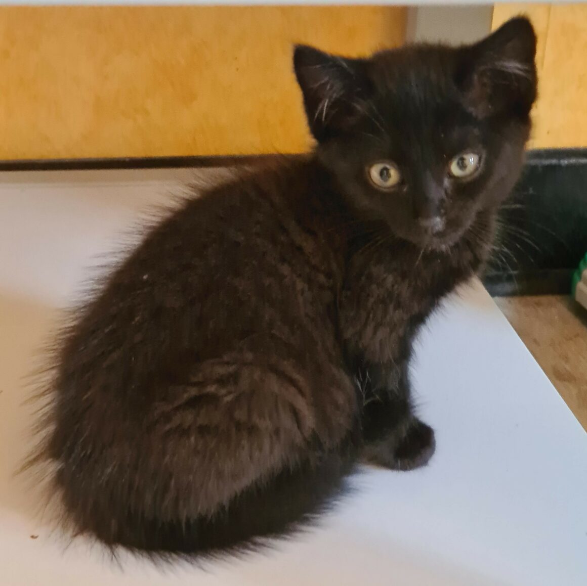AFTER EIGHT – chaton