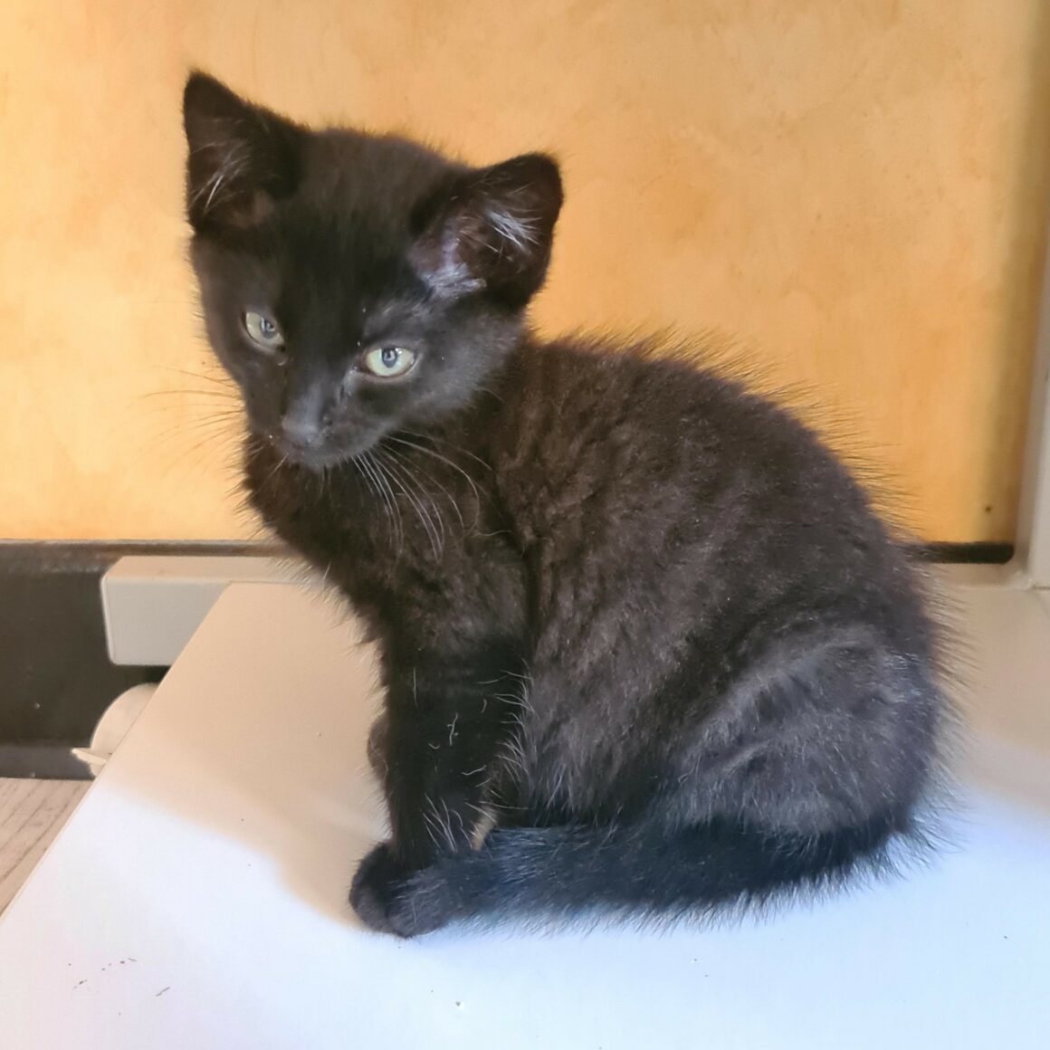 AFTER EIGHT – chaton