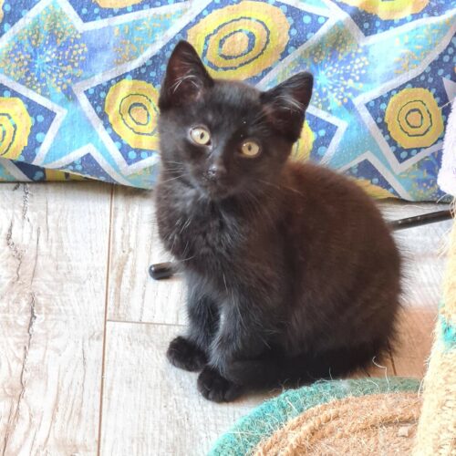 AFTER EIGHT – chaton