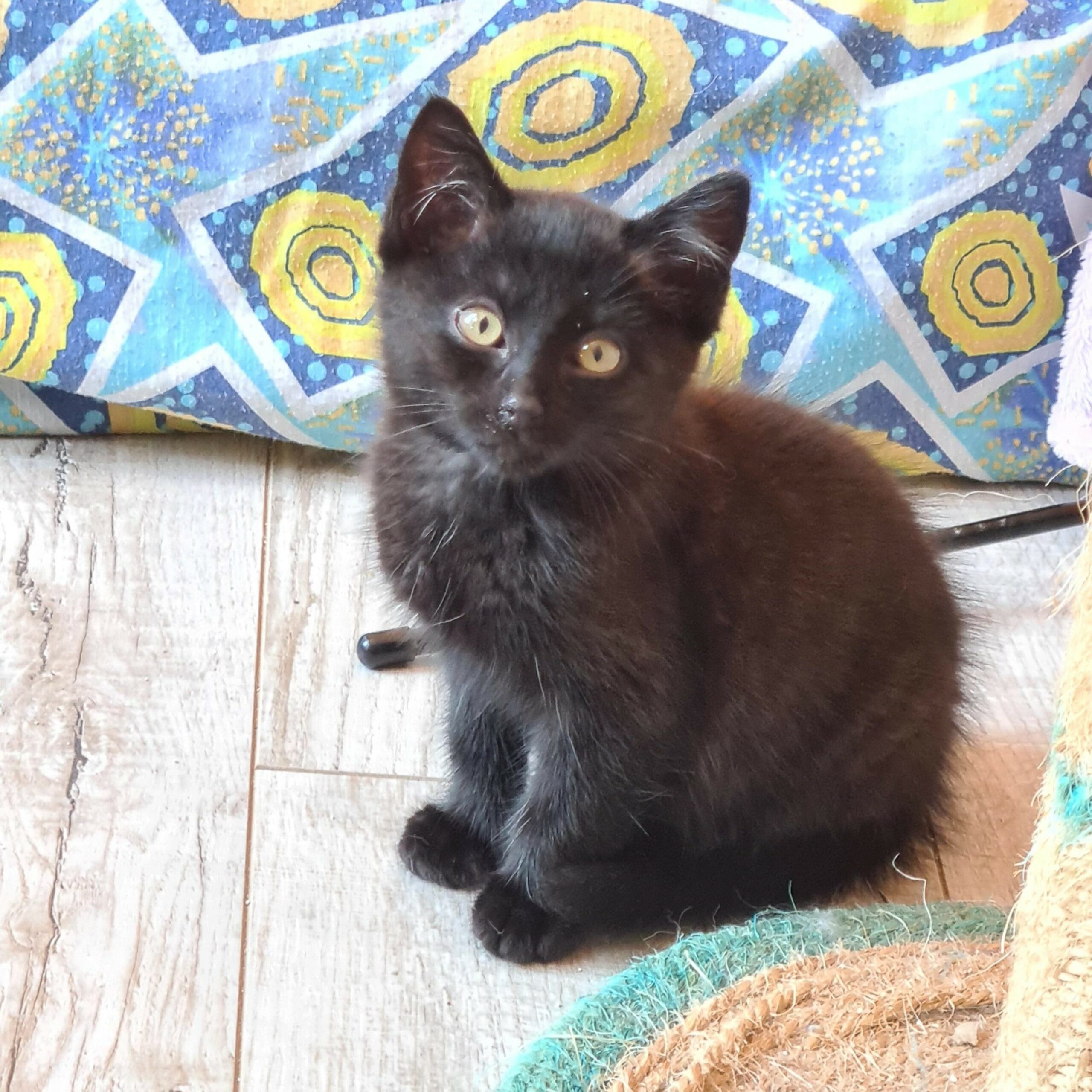 AFTER EIGHT – chaton