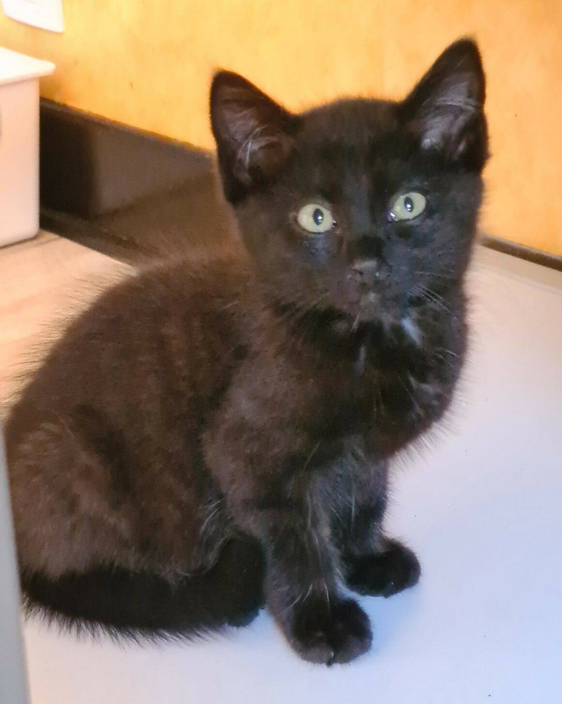 AFTER EIGHT – chaton