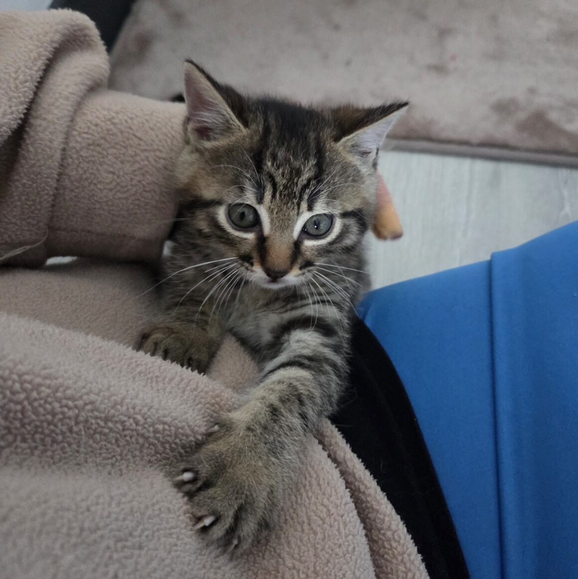 ALIBI – Chaton