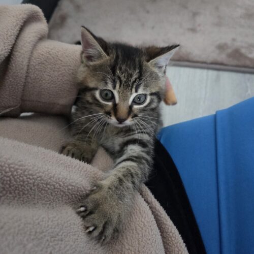 ALIBI – Chaton